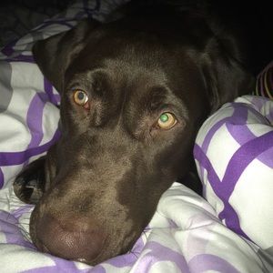 Meet your Posher, Riley